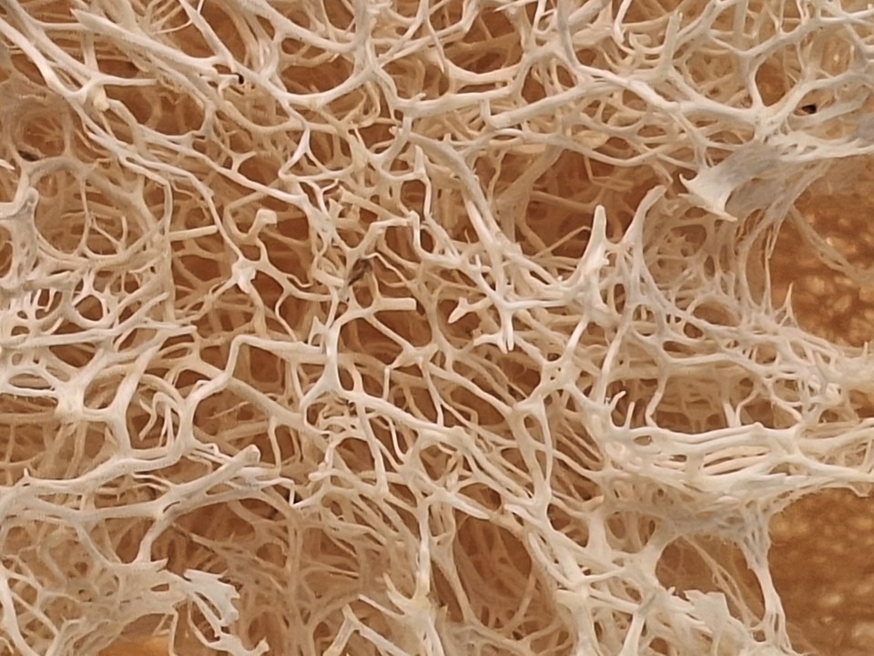 Folie5 Luffa in Nahaufnahme