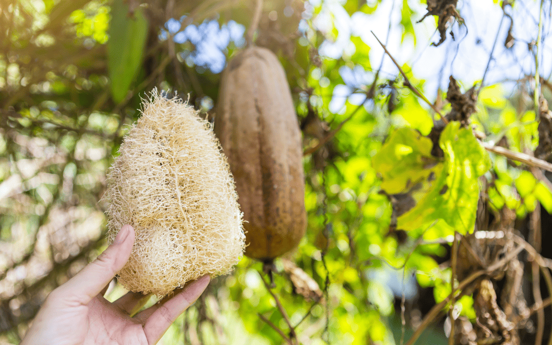 Luffa – Von der Pflanze zum Schwamm: Die faszinierende Reise eines natürlichen Alltagshelfers