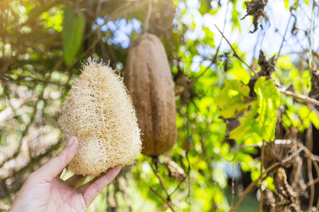 Luffa - Anbau & Ernte Luffa vor Ernte und nach Bearbeitung