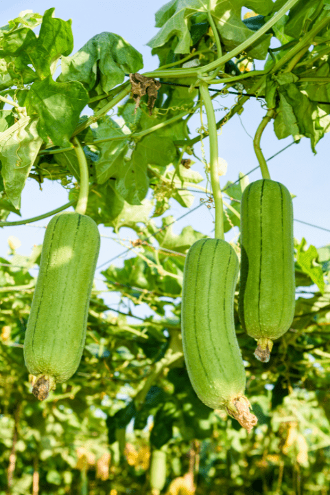 Wachsender Luffa Hängende Luffagurken an Trieben