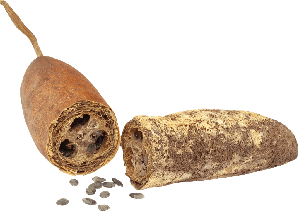 Luffa Luffa in seinen Bestandteilen