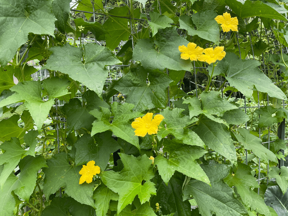 Luffa-Pflanze grüne Luffa-Pflanze mit gelben Blüten
